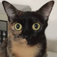 来夢 滾@ふっかーつ!さんのアイコン画像