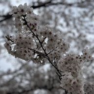 風奈さんのアイコン画像