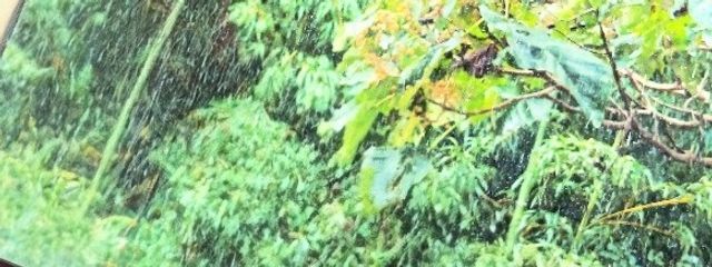 すり身さんの壁紙画像