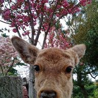 はすみさんのアイコン画像
