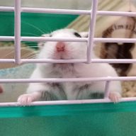 架空の風真隊　フォロバします！さんのアイコン画像