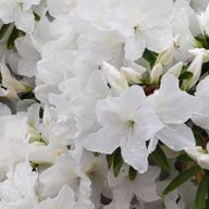 ゆりさんのアイコン画像