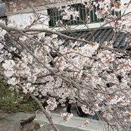 桜さんのアイコン画像