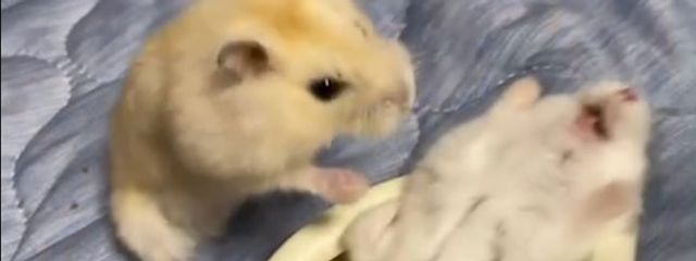 りおなさんの壁紙画像