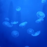 bouquet@🌗🎲×2 不定期投稿さんのアイコン画像