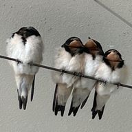 スルさんのアイコン画像