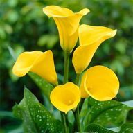 ナナエさんのアイコン画像