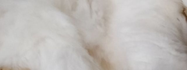 ゆあまるฅ( ˙꒳​˙ ฅ)さんの壁紙画像