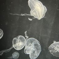 229さんのアイコン画像