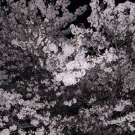 瑠猫 ☆🐈‍⬛ 瑠猫のお部屋さんのアイコン画像