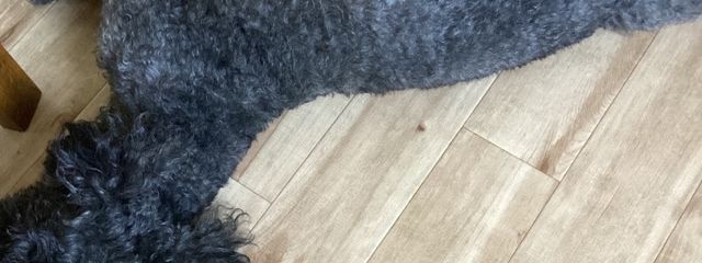 こまめさんの壁紙画像