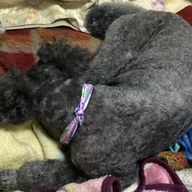 こまめさんのアイコン画像