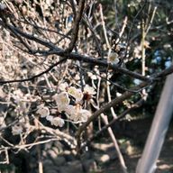 溝口紅葉さんのアイコン画像