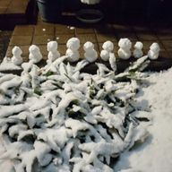 ぴっかさんのアイコン画像