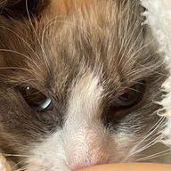 PIECEさんのアイコン画像