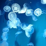 ナマケマノさんのアイコン画像