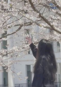 　桜 の よ う な 私 の 人 生