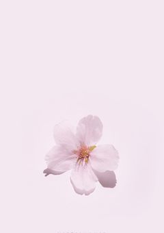   桜  が  咲  く  頃  に  。