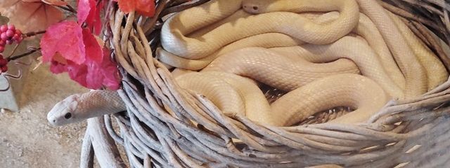 雪の結晶さんの壁紙画像