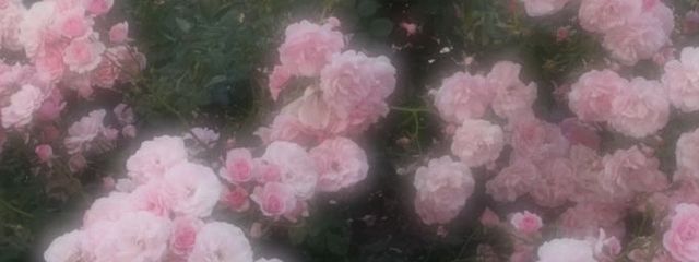  茉 莉 さんの壁紙画像