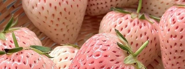 ROMさんの壁紙画像