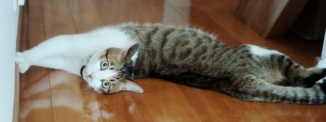 まふまふさんの壁紙画像