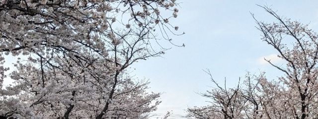 Youuuukaさんの壁紙画像