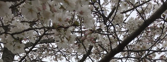 りほさんの壁紙画像