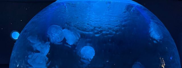 内股の貴公子さんの壁紙画像