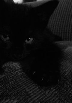 straykids の長男は猫すぎる