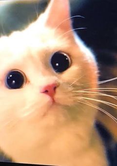 飼ってる白猫がイケメン男子になった件