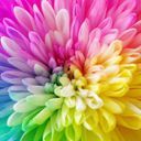 虹花