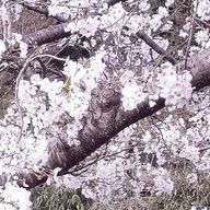 Aさんのアイコン画像