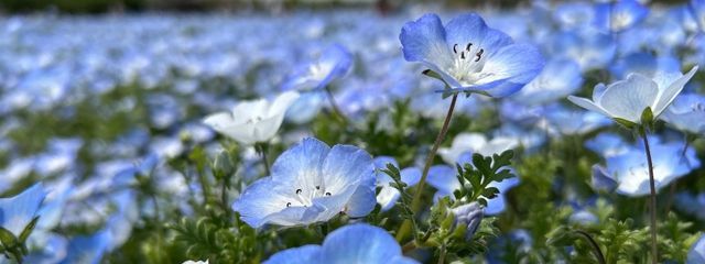 リリィさんの壁紙画像