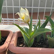 リリィさんのアイコン画像