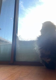 毎日日記(?)たまーーにイラスト