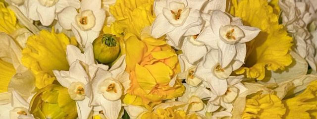 な　ゆ　タピ。さんの壁紙画像