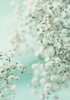 カスミソウの夫婦