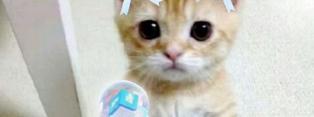 🐈さんの壁紙画像