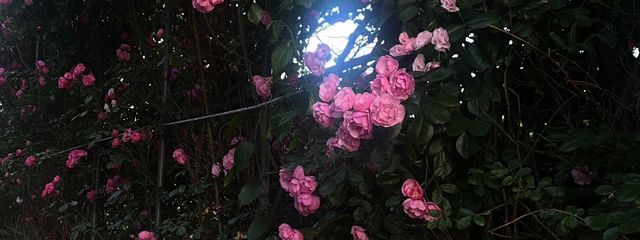 メイプルさんの壁紙画像