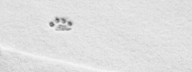 　　ぱく　　さんの壁紙画像