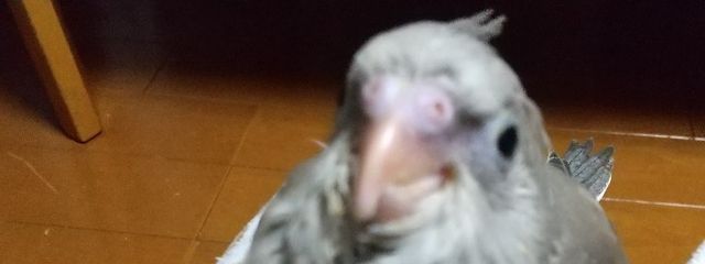 くろ(フォロワー♾️さんの壁紙画像