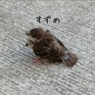 すずめさんのアイコン画像