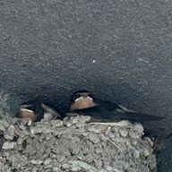 つばめ🪶🍀✉️さんのアイコン画像