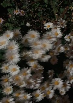 【公式】ぐみ公式FC