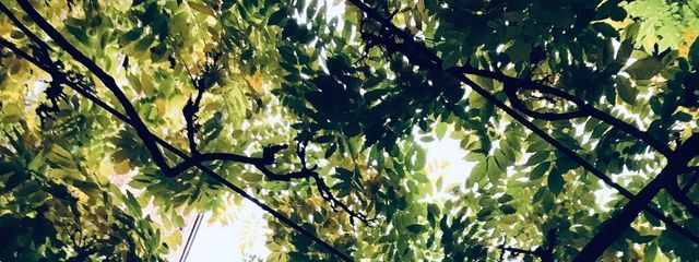 庵さんの壁紙画像