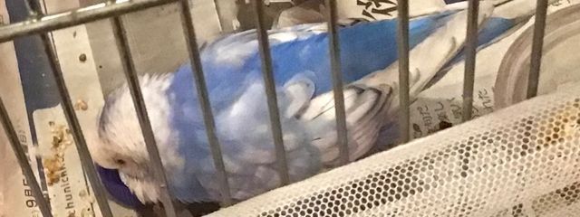 そのへんの石ころさんの壁紙画像