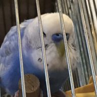 そのへんの石ころさんのアイコン画像