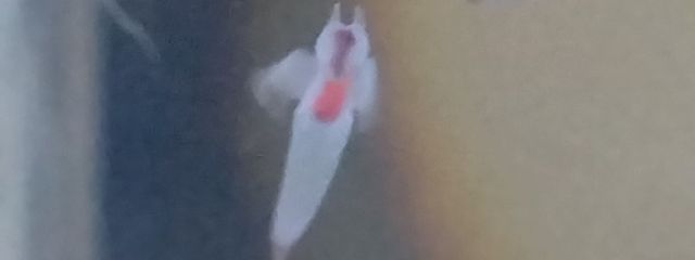オルトさんの壁紙画像