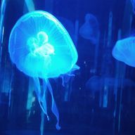 凪さんのアイコン画像